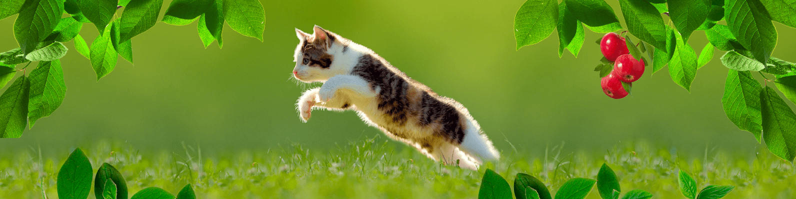 Imagen de Beneficios de la comida natural para gatos