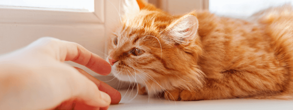 Imagen de ¡Descubre los maravillosos beneficios de tener un gato en casa!