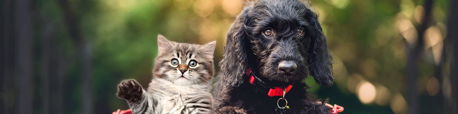 Imagen de Nueva mascota: Prepara la llegada a tu hogar