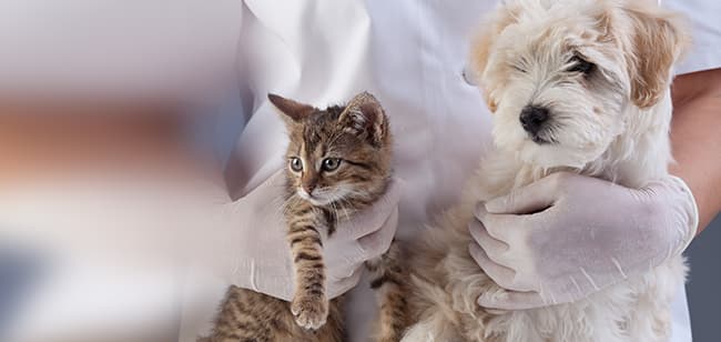 Imagen de ¿Conoces las enfermedades más comunes en mascotas?