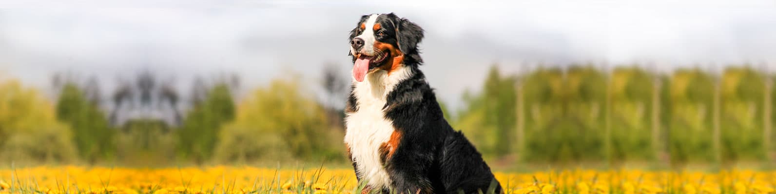 Imagen de Nutrientes para perros adultos: ¿Cuáles son los adecuados?