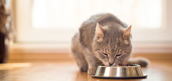 Imagen de ¿Cómo elegir el alimento para tu mascota?