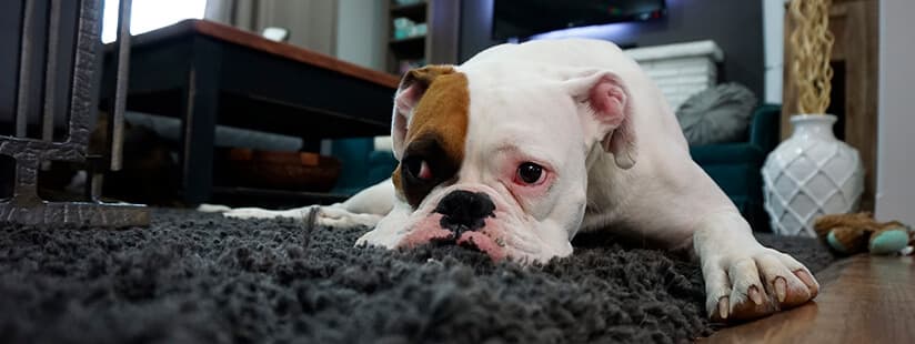 Imagen de Consejos para manejar el estrés en perros cuando se quedan solos