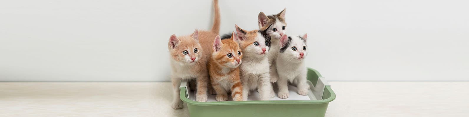 Imagen de Beneficios de la arena aglomerante para tu gato
