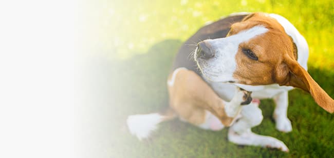 Imagen de Qué es la Ehrlichia canina y cúal es su tratamiento