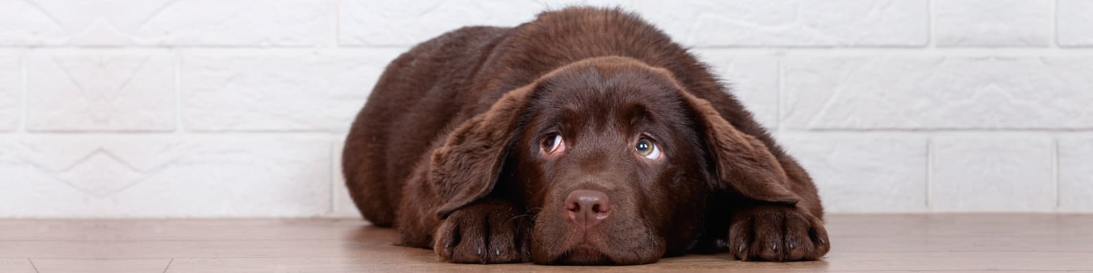 Imagen de Ansiedad por separación en cachorros: ¿Cómo ayudarlos?