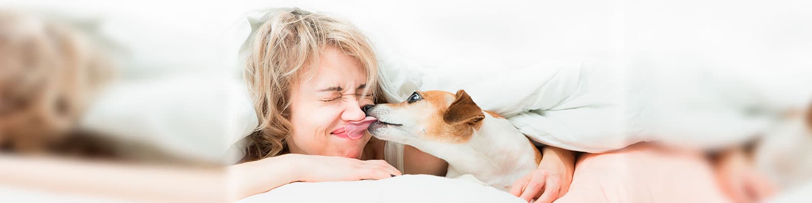 Imagen de Mal aliento en perros: ¿Cómo quitarlo?
