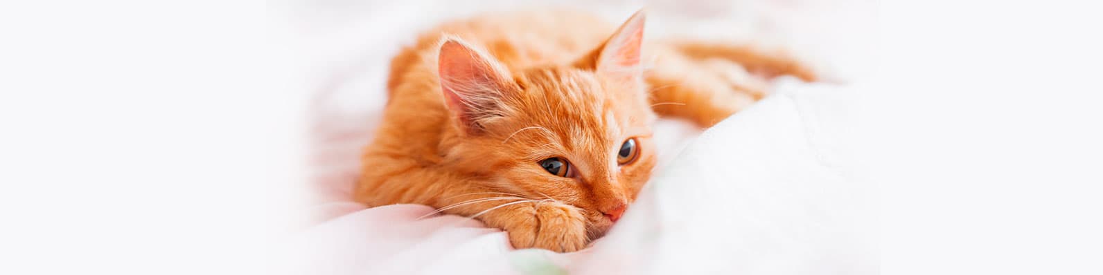 Imagen de Inmunodeficiencia felina: ¿Cómo apoyar y cuidar a tu gato?