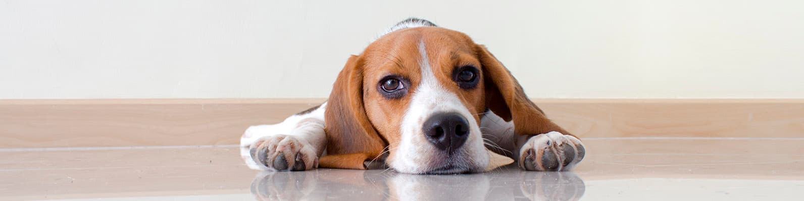 Imagen de Perros pequeños para apartamentos: ¿Cuáles son los ideales?