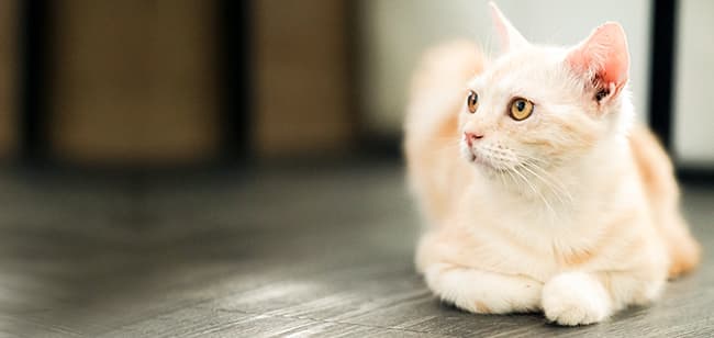 Imagen de Bolas de pelo en gatos: Tips para controlarlas y eliminarlas