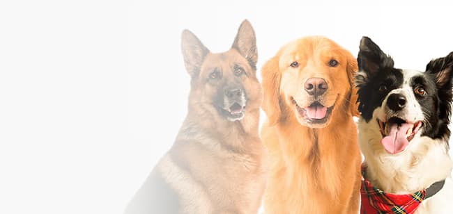 Imagen de Perros más inteligentes en el mundo y en Colombia