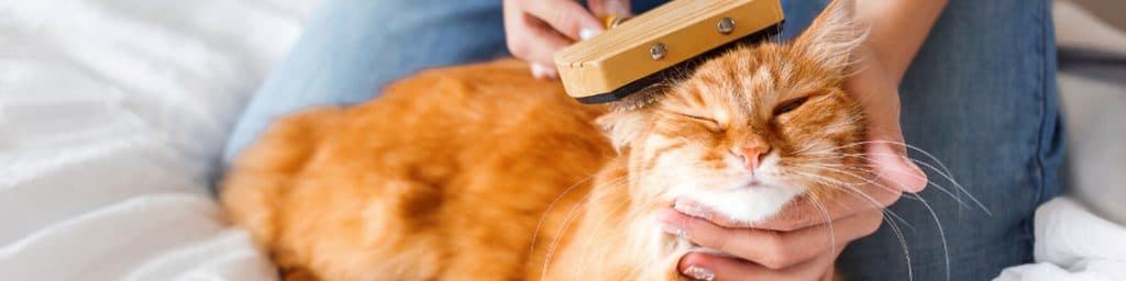 Imagen de ¡Todo sobre el pelo de tu gato!