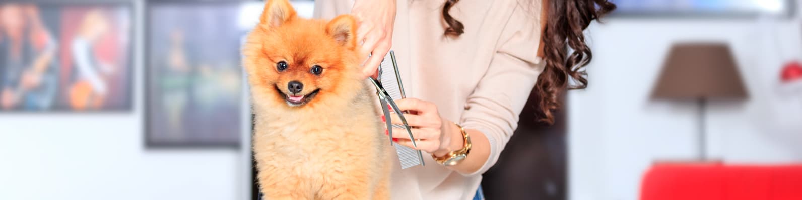 Imagen de Top 6 de tendencias en peluquería canina para el 2025