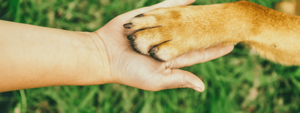 Imagen de 5 Beneficios de tener un perro ¡Te sorprenderán!