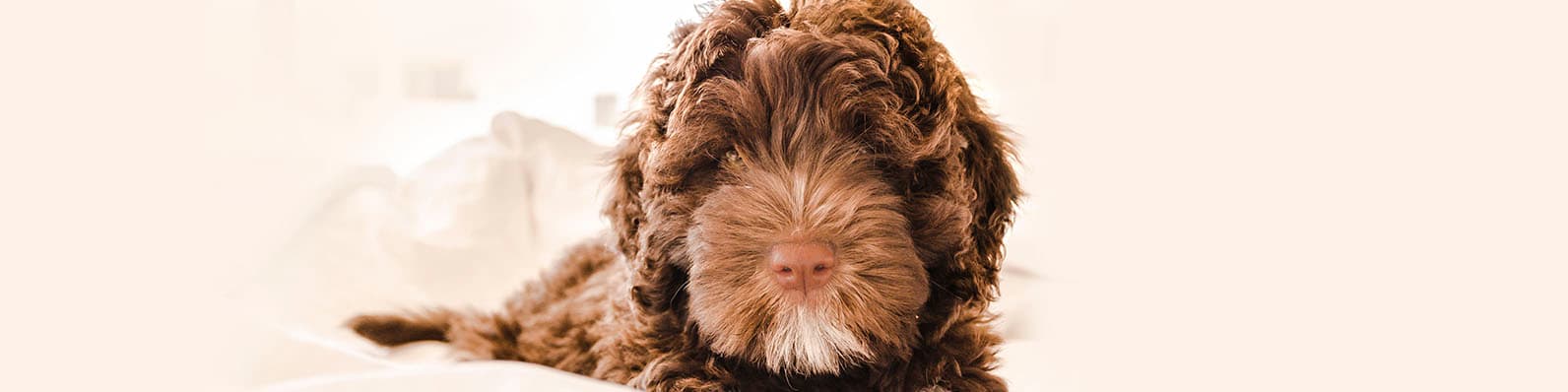 Imagen de Pet Grooming: Una tendencia mundial