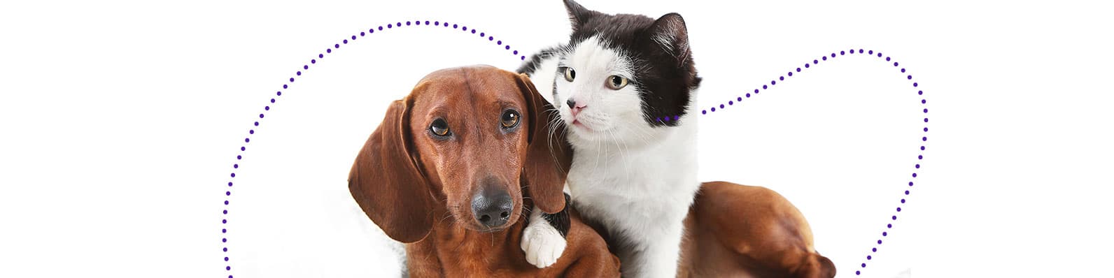 Imagen de Dime cómo eres y te diré que mascota tener