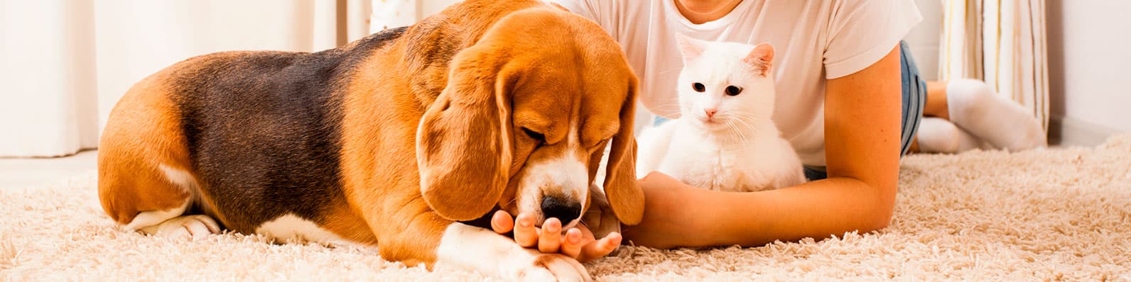 Imagen de Exámenes para tu mascota senior: ¿Cuáles necesita?
