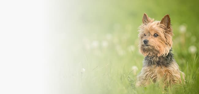 Imagen de Cómo prolongar la vida de mi perro de raza pequeña