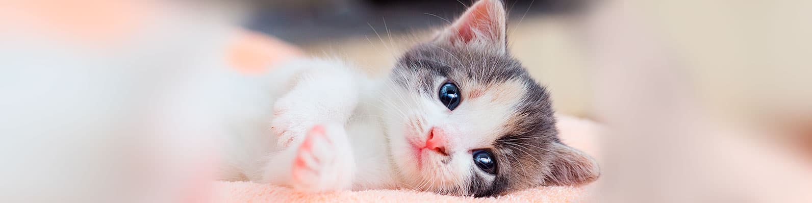 Imagen de ¿Cómo cuidar a un gato nuevo?