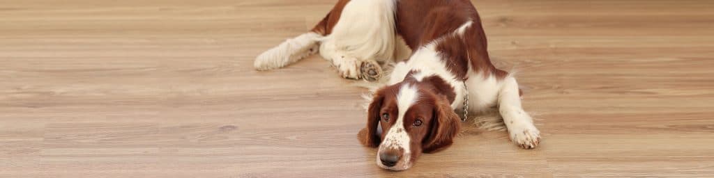 Imagen de #PrevenciónPET: Evita el estrés de tu mascota en el aislamiento