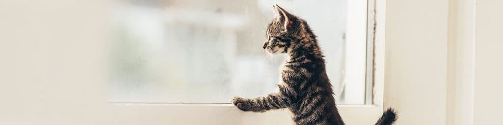 Imagen de Guía de abastecimiento para tu mascota
