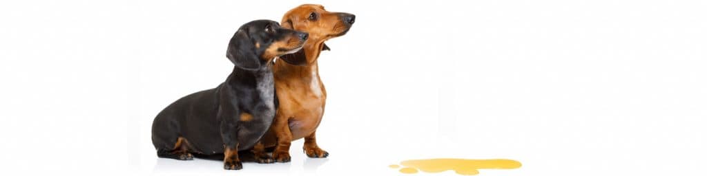 Imagen de ¿Cómo enseñar a un perro a ir al baño? ¡Tenemos la solución!