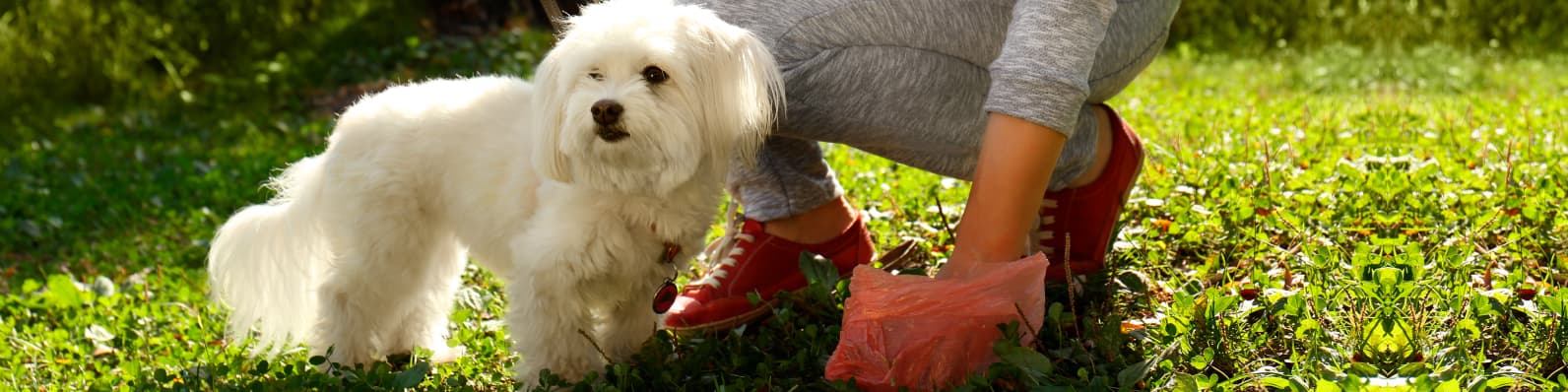 Imagen de Popó de perro: señales de buena alimentación
