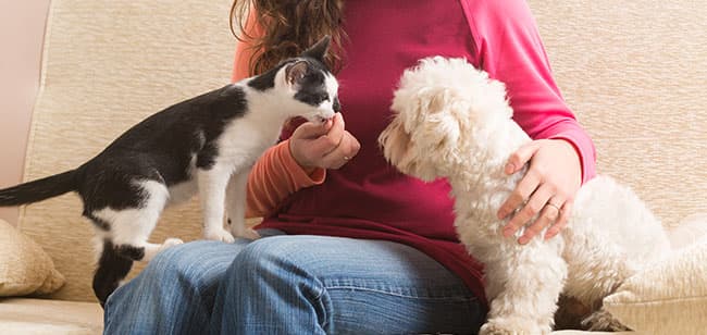 Imagen de Descubre cómo puedes prevenir la otitis en mascotas