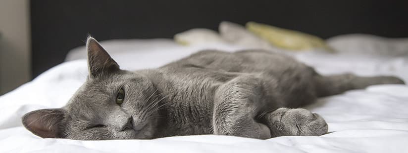 Imagen de ¡No lo creerás! ¿Qué hace un gato solo en casa?