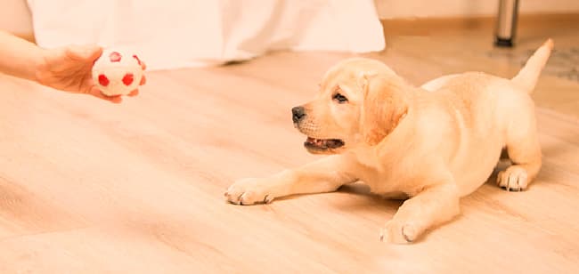 Imagen de Cómo mantener a mi perro activo y entretenido en pandemia