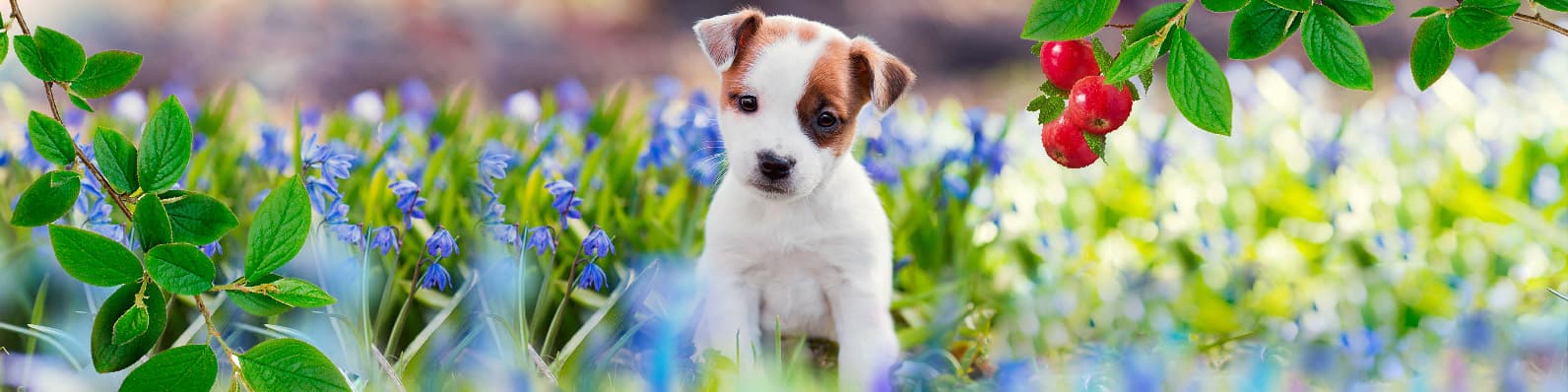 Imagen de Esencias florales para perros: tratamiento natural