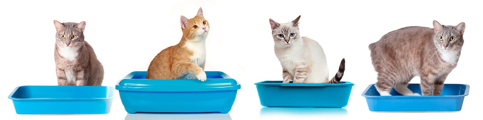 Imagen de Tipos de arena para gatos: ¿Cuál es la mejor opción?