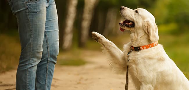 Imagen de Beneficios de los snacks en el cuidado dental de mi perro