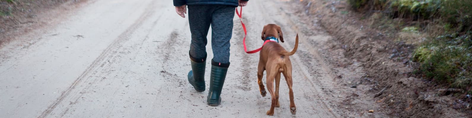 Imagen de Planes Pet Friendly al aire libre para compartir con tu mascota