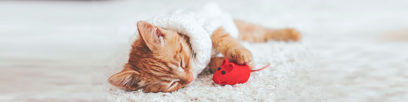 Imagen de 10 señales de que tu gato te quiere