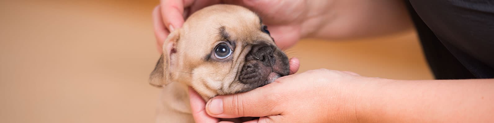Imagen de Descubre con Gabrica cuál será el tamaño de tu perro