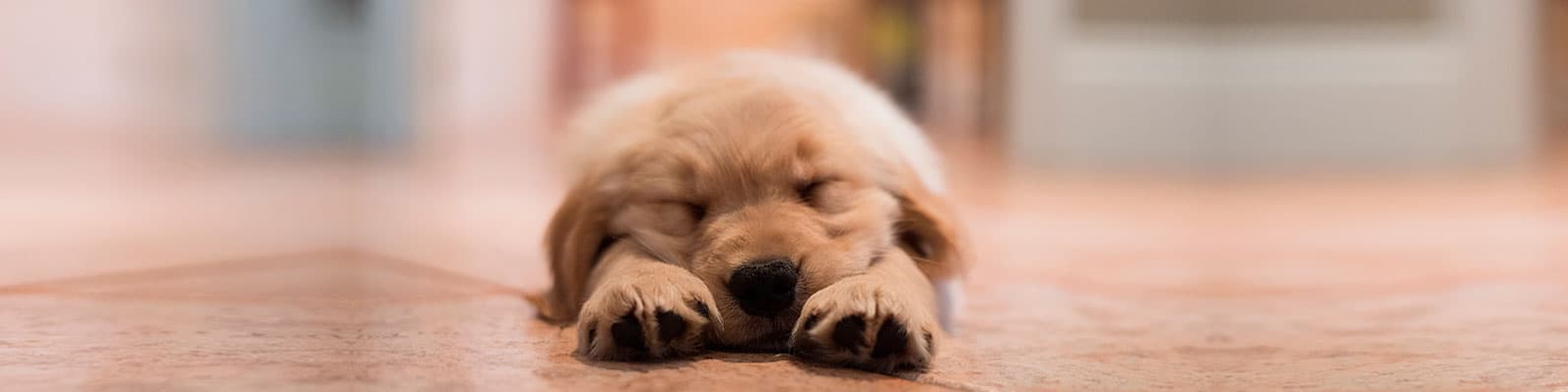Imagen de 12 deseos para un año lleno de bienestar para tu perro