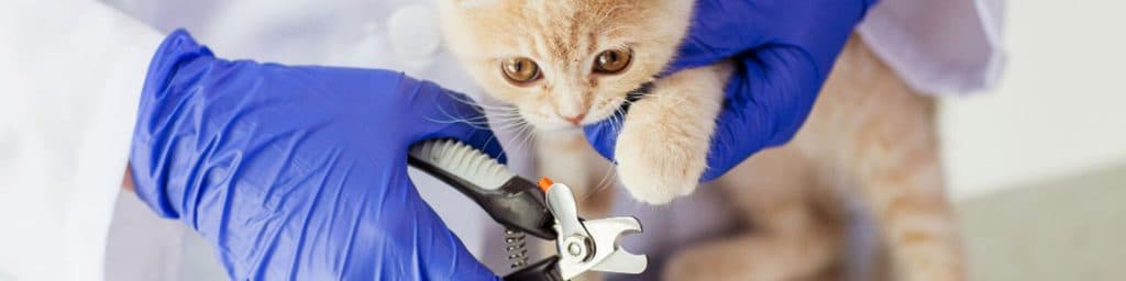 Imagen de ¿Cómo cortar las uñas de tu gato? ¡Aquí te ayudamos!