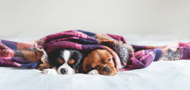 Imagen de ¿Mi perro sueña? Descubre lo que pasa mientras duerme