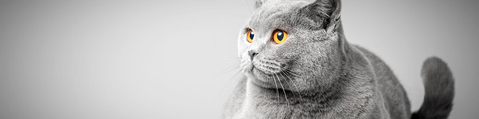 Imagen de Aprende a elegir la mejor comida para gato