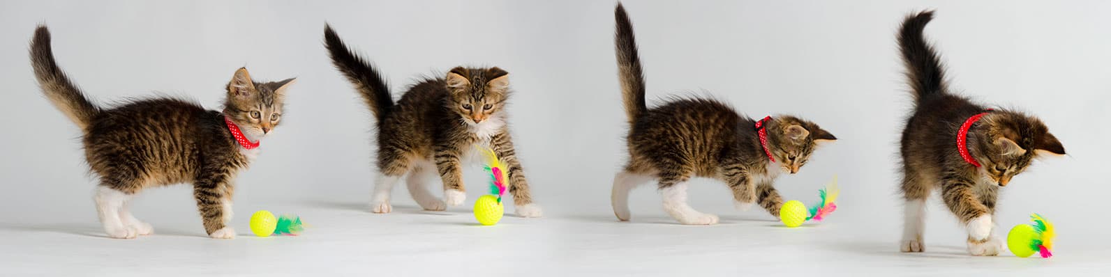 Imagen de Secretos para tener un gato feliz en casa