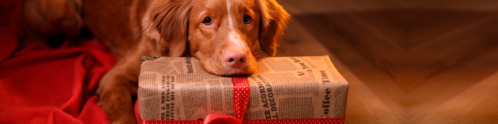 Imagen de Ideas de regalos para mascotas en Navidad
