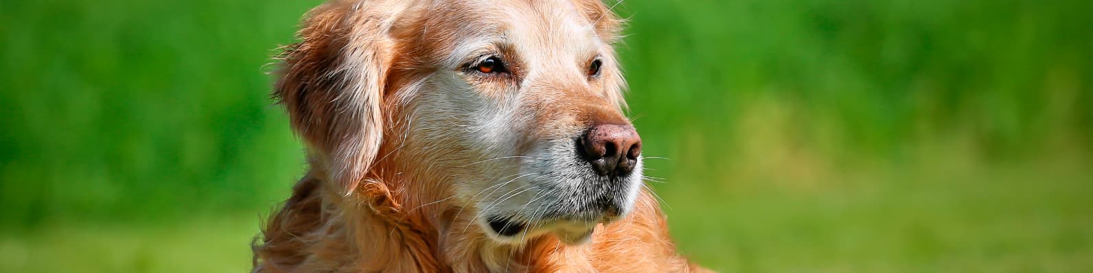 Imagen de Verdad o mito acerca de los perros mayores