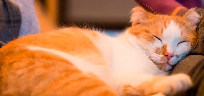 Imagen de Consejos para ayudar a tu gato a adaptarse durante esta época en casa