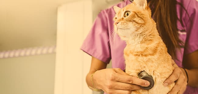 Imagen de Covid-19: ¿Mi gato puede infectarse o transmitir el virus?