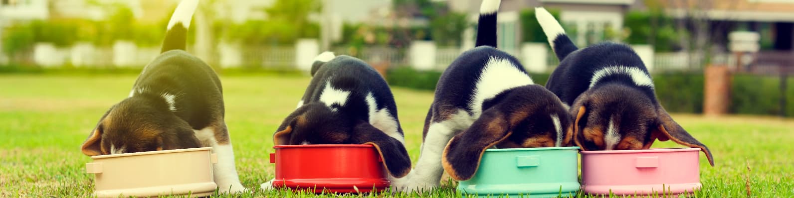 Imagen de Omegas 3 y 6 en concentrados para tu mascota