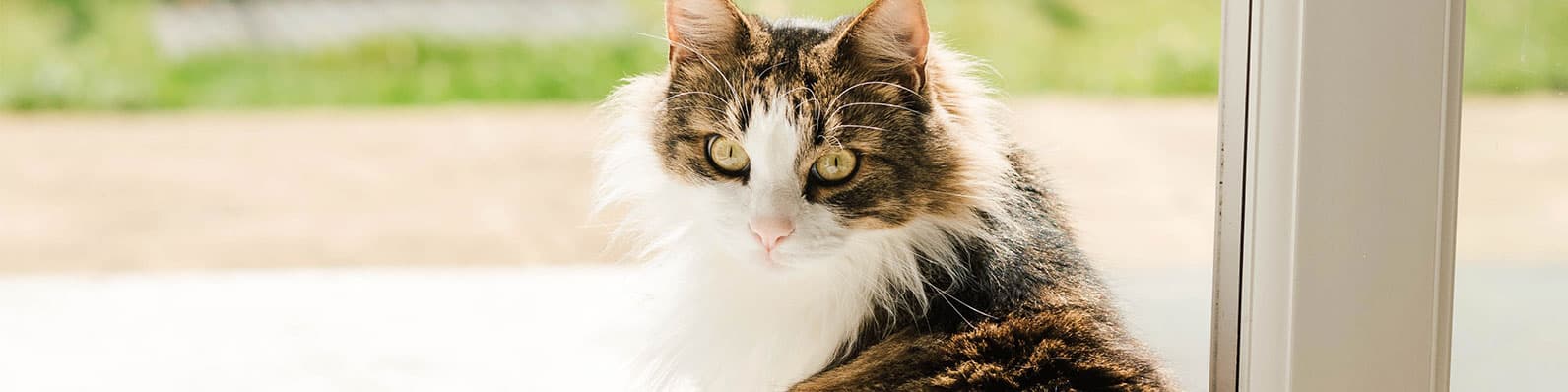 Imagen de 7 tips para evitar la ansiedad por separación en tu mascota después de la cuarentena