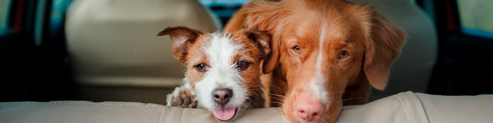 Imagen de Consejos para recibir a una nueva mascota en tu hogar