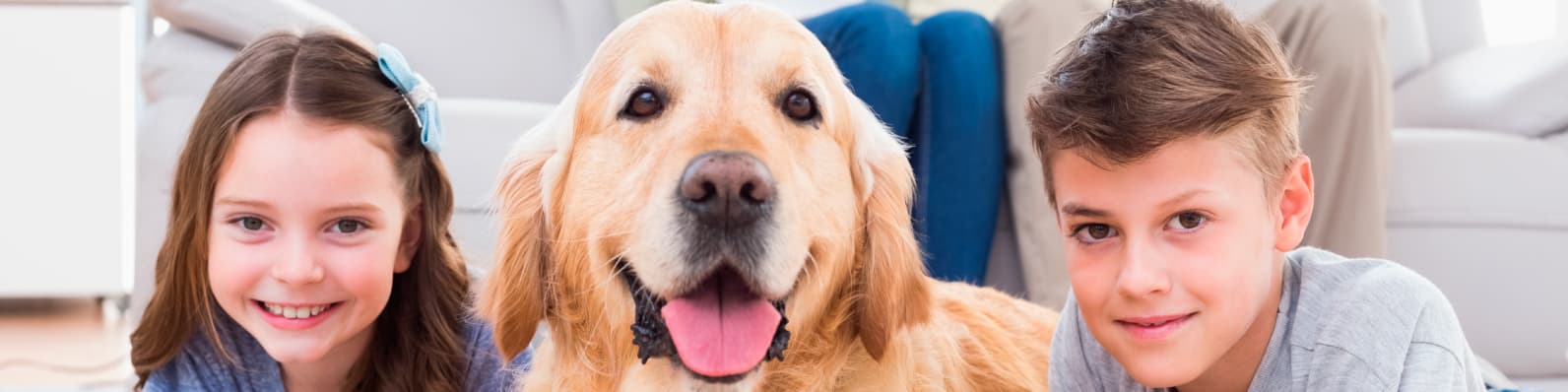 Imagen de ¿Qué razas de perros se acomodan más a tu espacio?