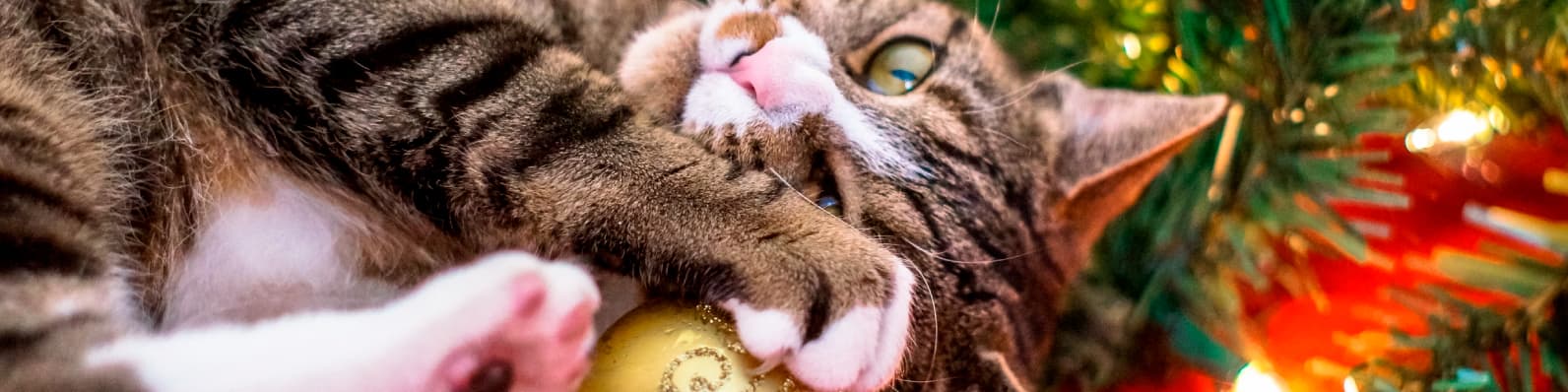 Imagen de Consejos para vivir una Navidad con gatos en casa